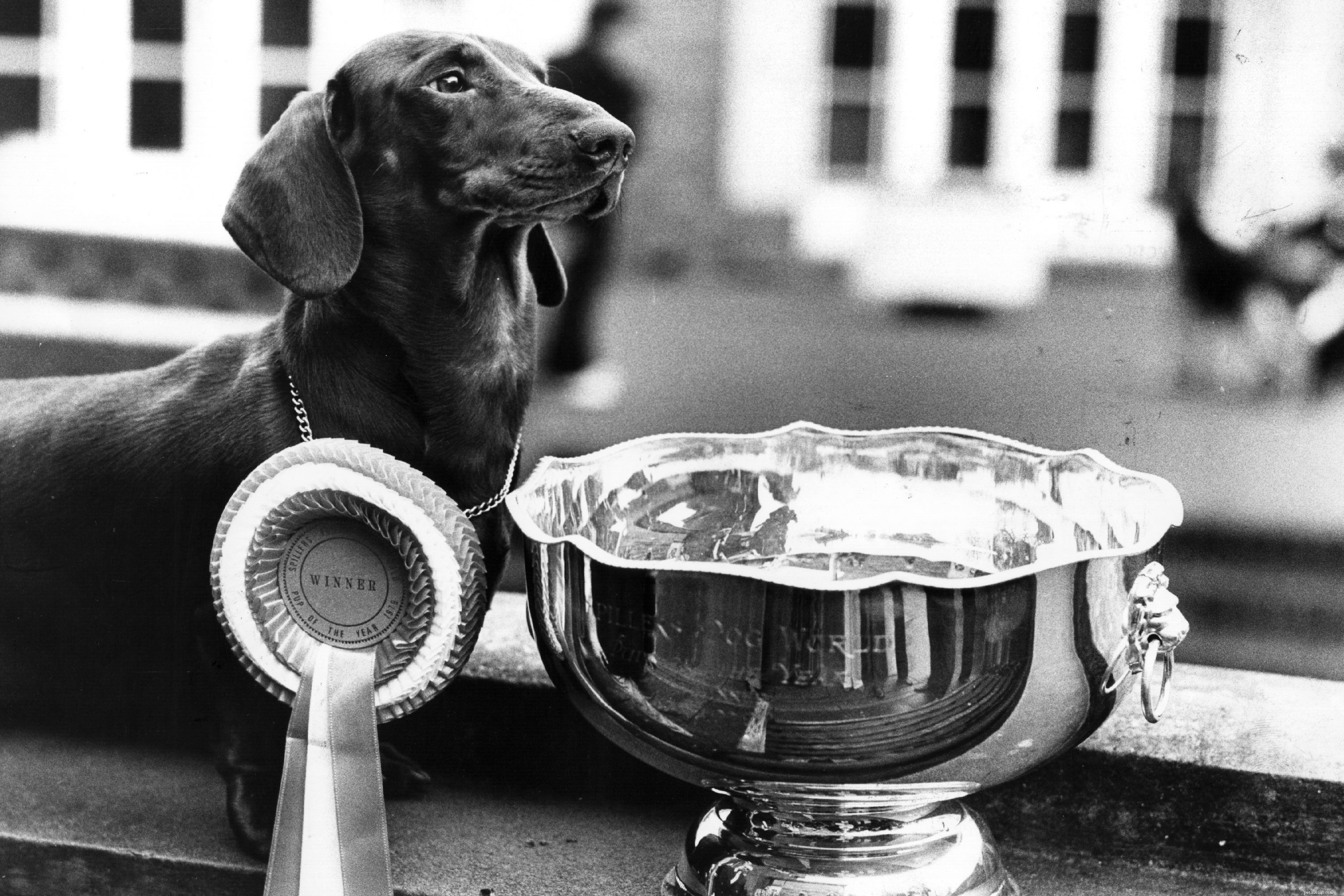 Dachshund (Doxie): Comprehensive Breed Traits, Care & Adoption Guide
