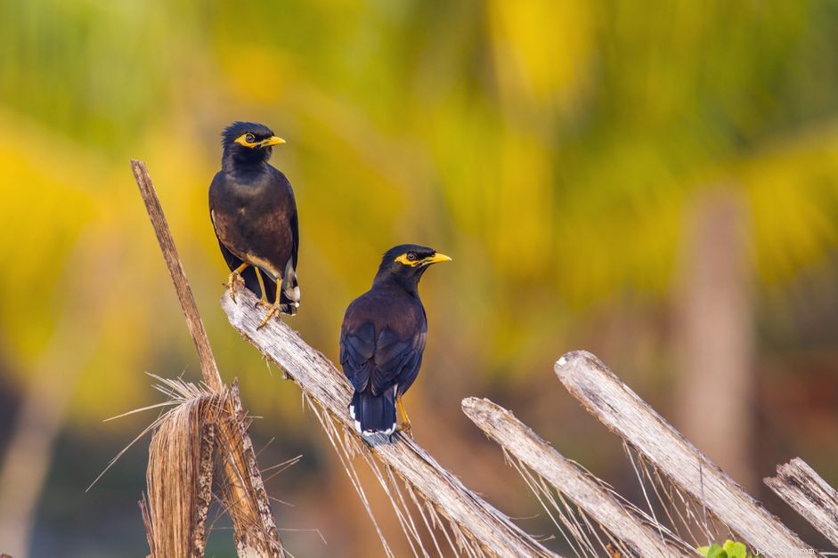 Mynah Bird Guide: Characteristics, Care, and Tips for a Loyal Companion