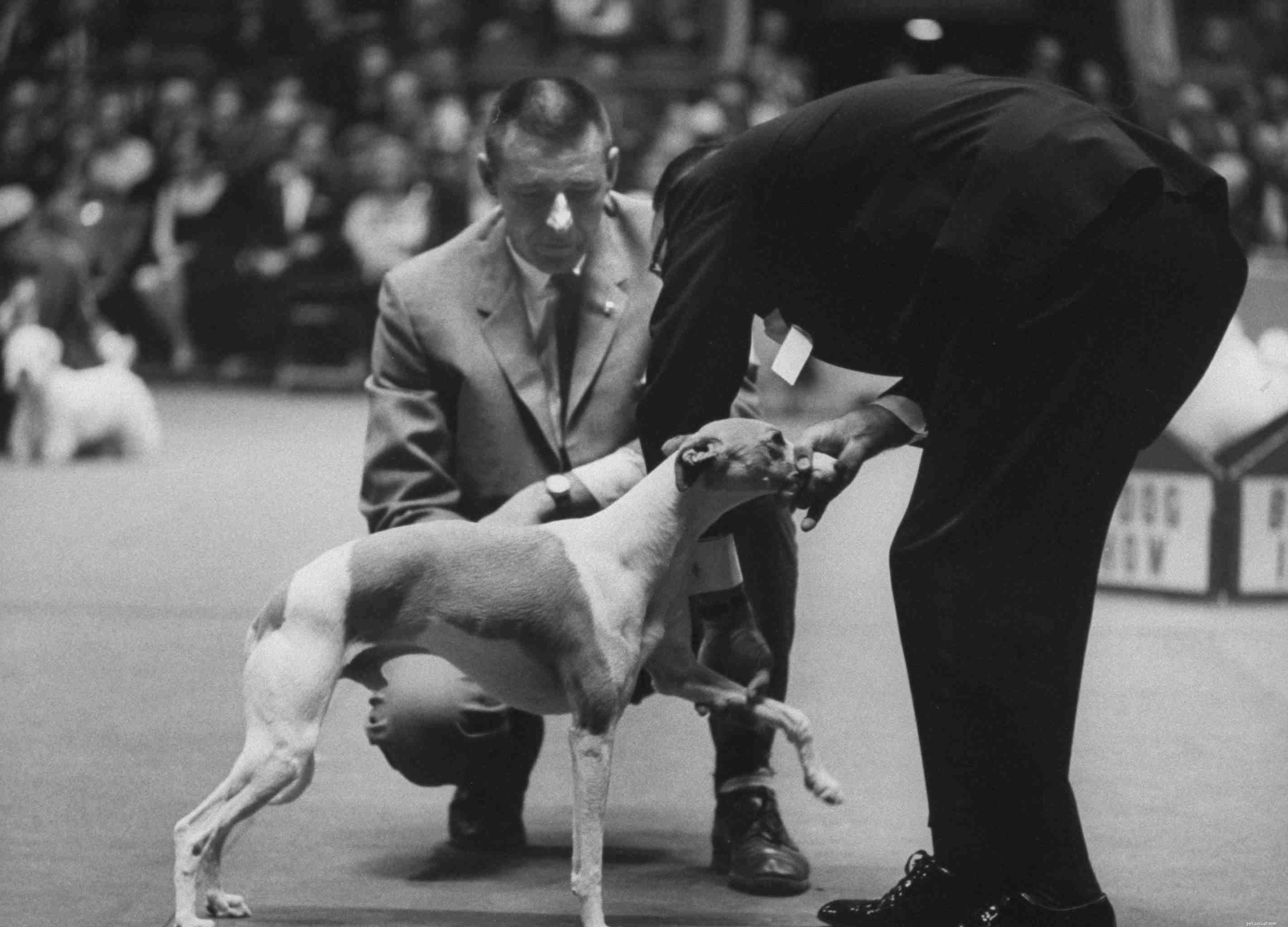 Whippet Dog Breed: Traits, Care, and Training Guide