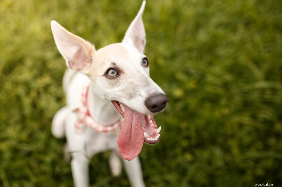 Whippet Dog Breed: Traits, Care, and Training Guide