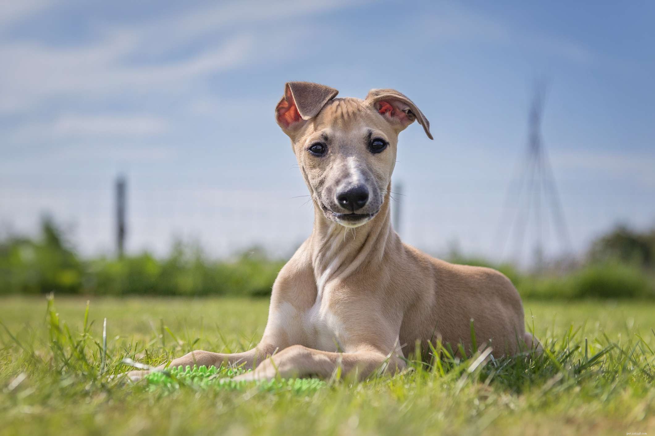 Whippet Dog Breed: Traits, Care, and Training Guide