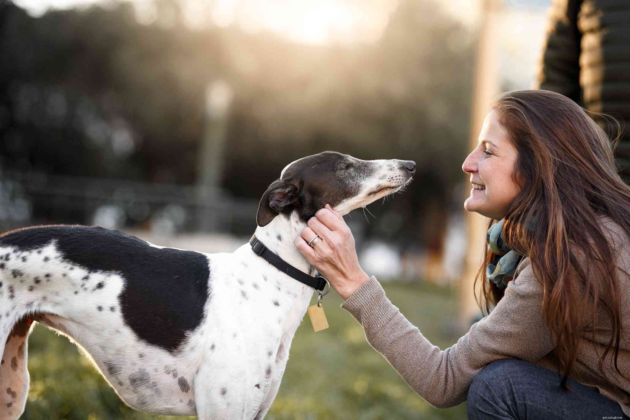 Whippet Dog Breed: Traits, Care, and Training Guide