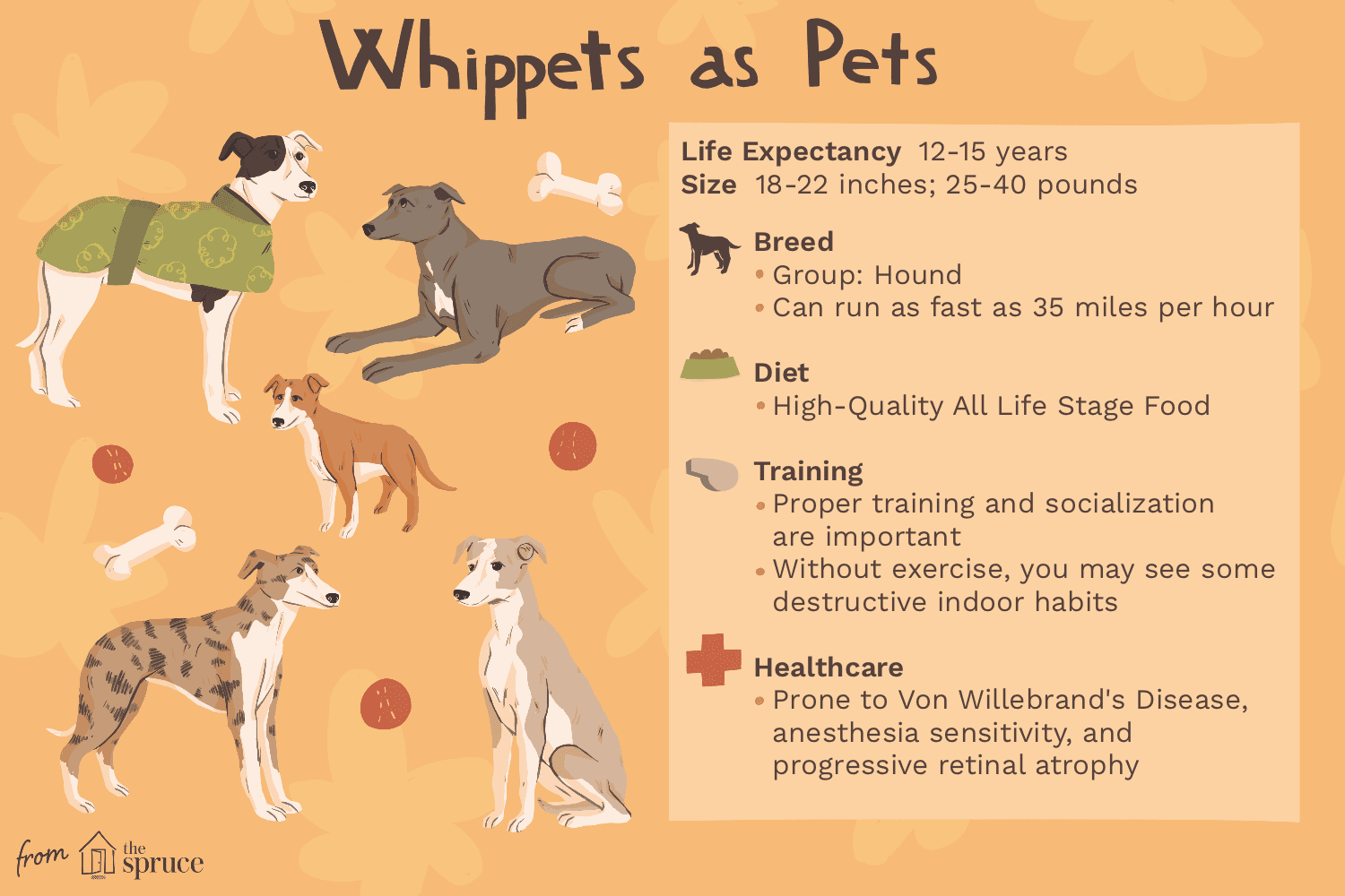Whippet Dog Breed: Traits, Care, and Training Guide
