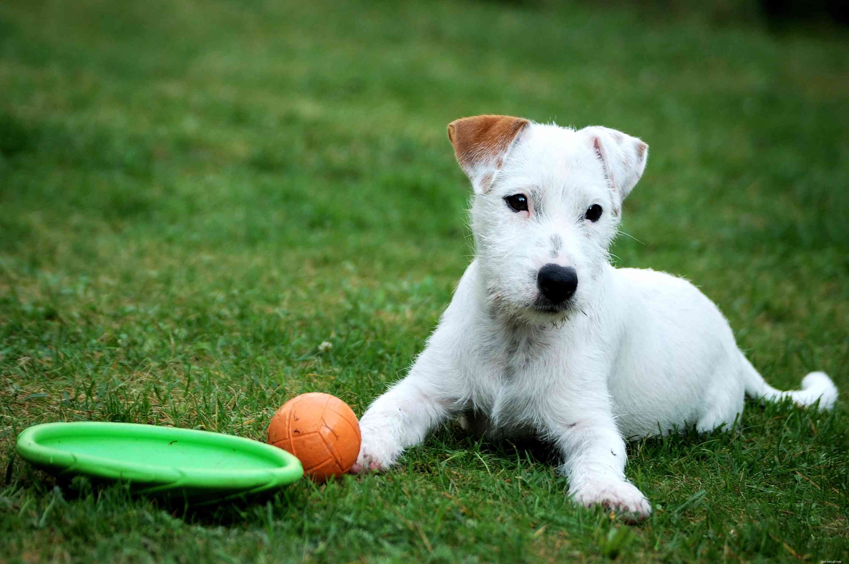 Parson Russell Terrier: Traits, Care, and Training Guide