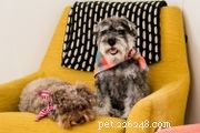 Parson Russell Terrier: Traits, Care, and Training Guide
