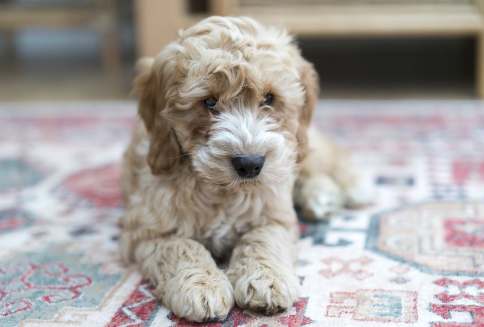 Designer Dog Breeds Explained: How Hybrid Dogs Are Created