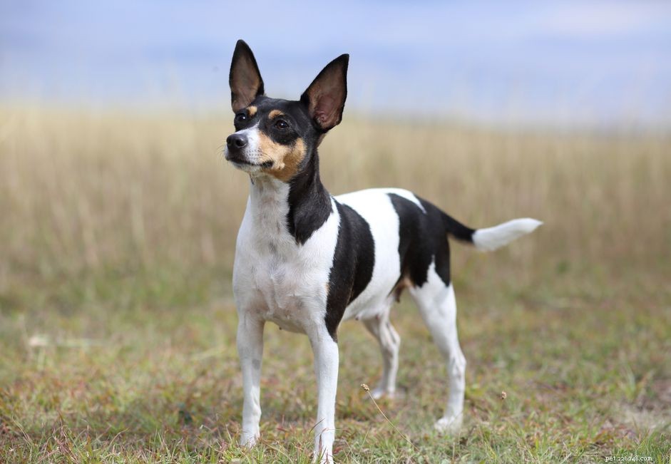 Toy Fox Terrier: Traits, Care & Training for Small Dog Lovers