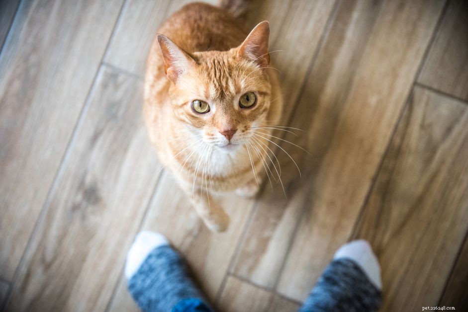 Why Some People Dislike Cats: 5 Common Reasons Explained