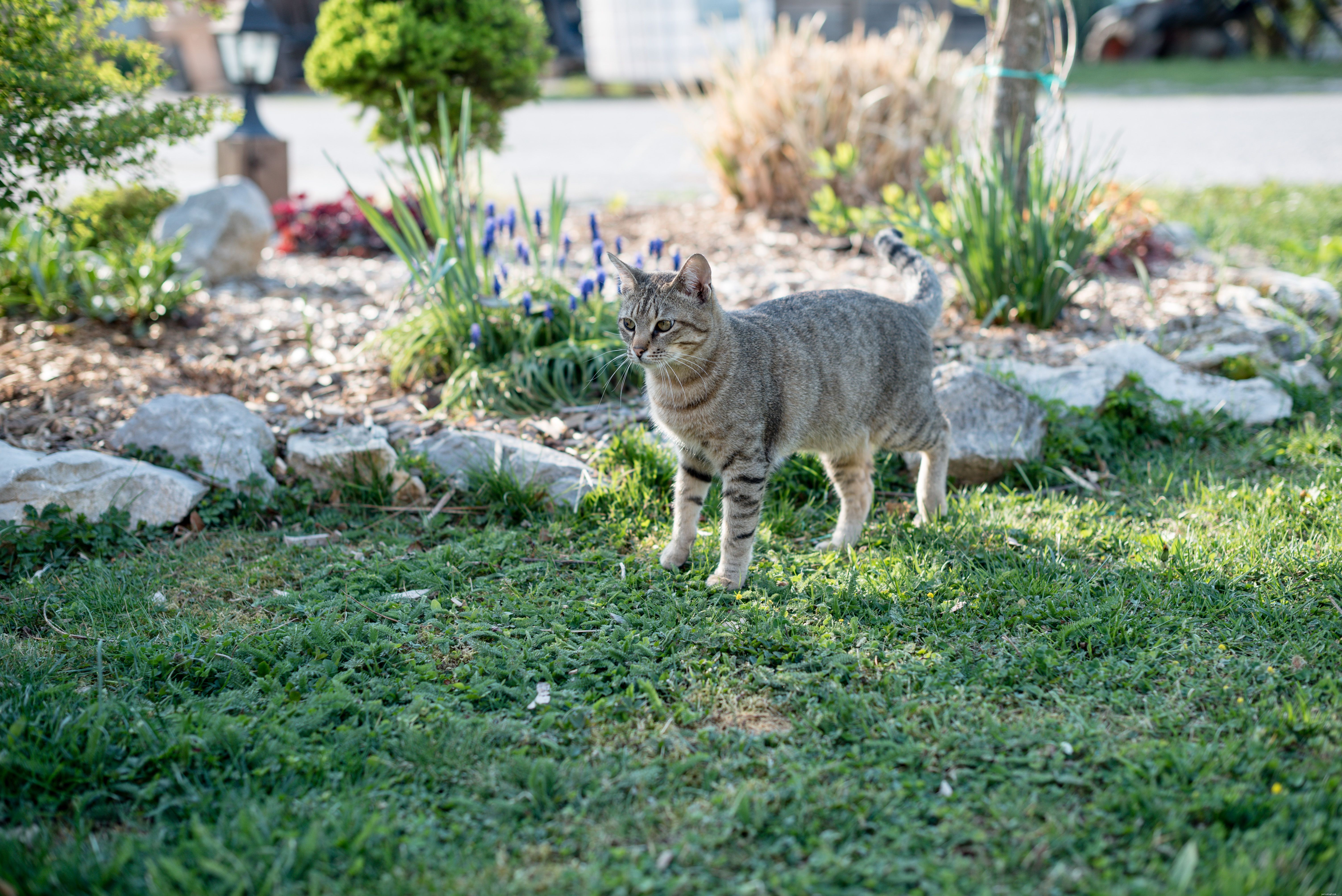 Why Some People Dislike Cats: 5 Common Reasons Explained