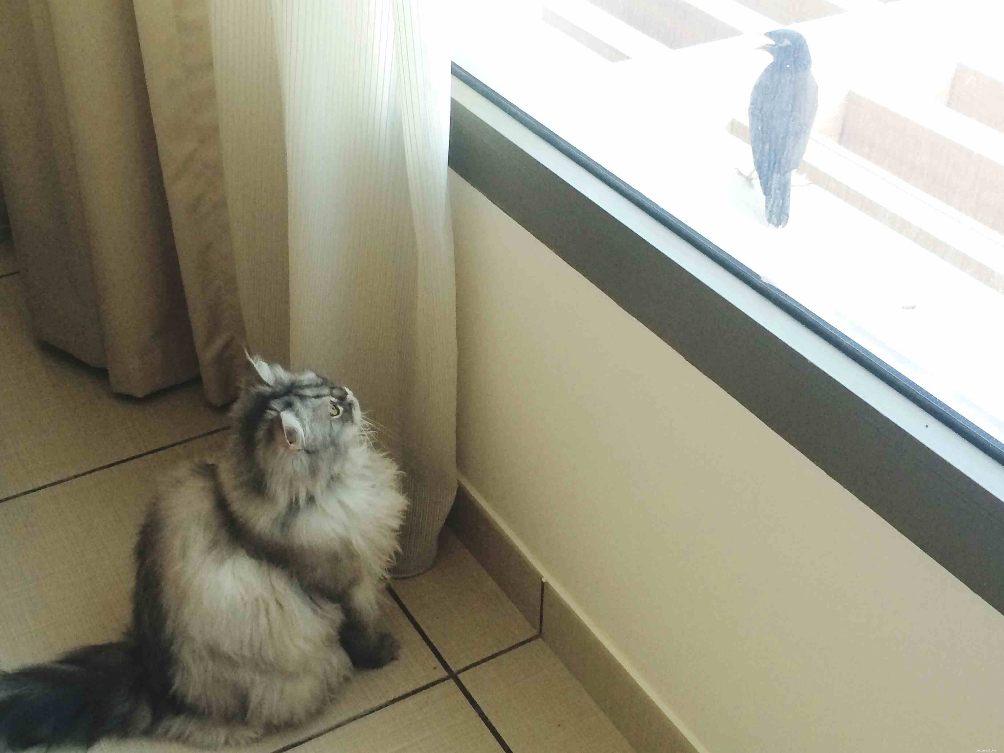 Why Some People Dislike Cats: 5 Common Reasons Explained