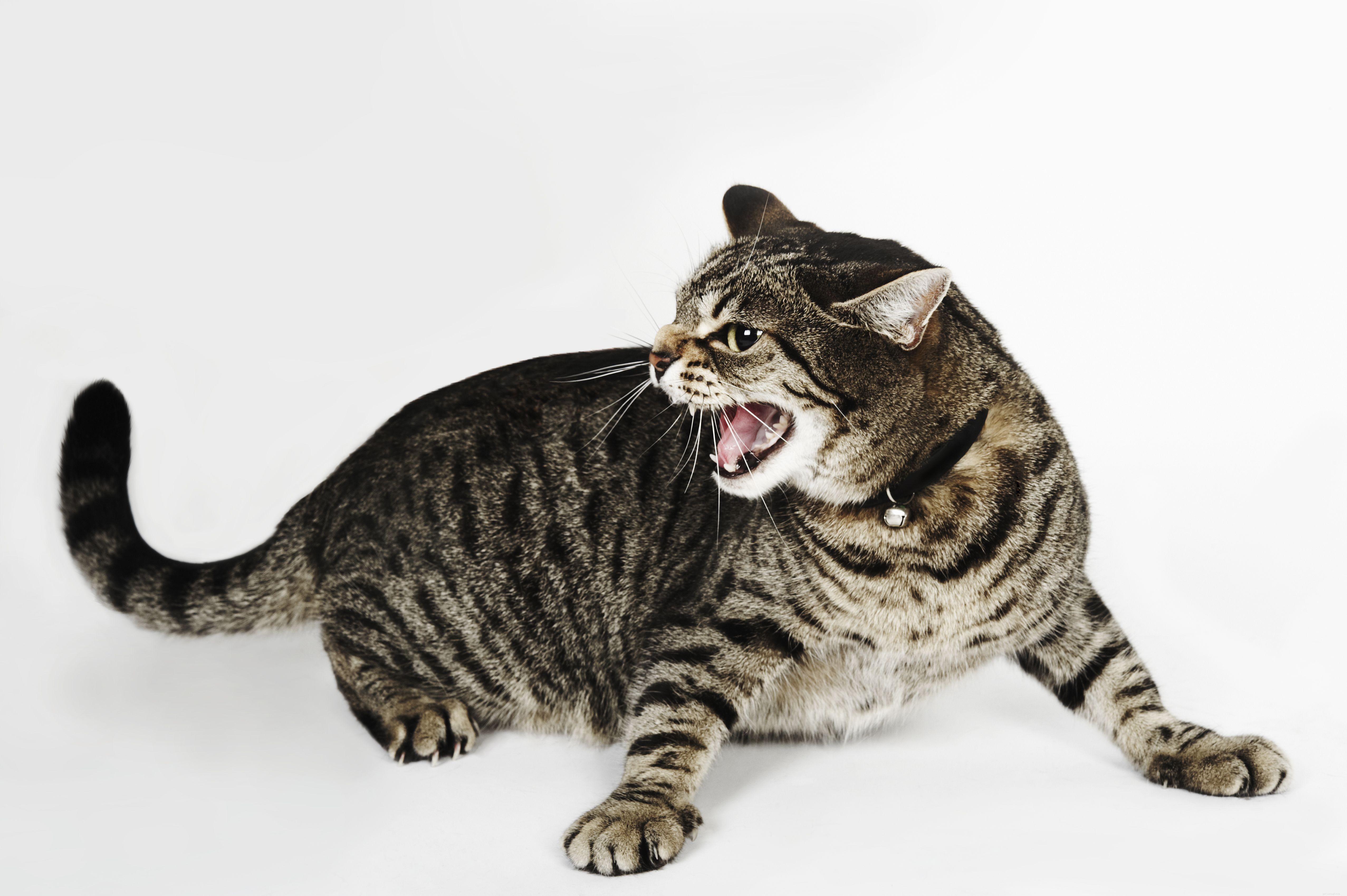 Why Some People Dislike Cats: 5 Common Reasons Explained