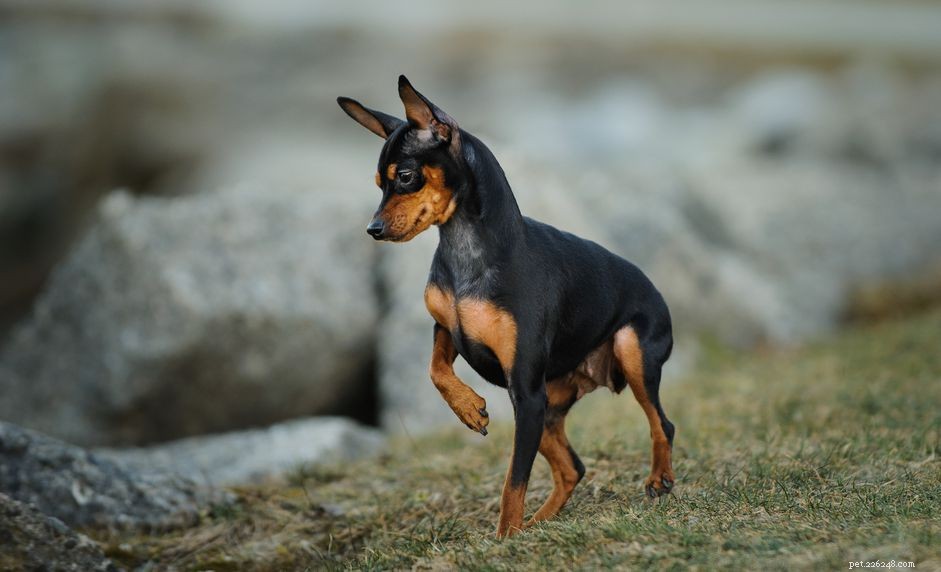 Miniature Pinscher (Min Pin): A Complete Guide to Breed Traits, Care, and Training