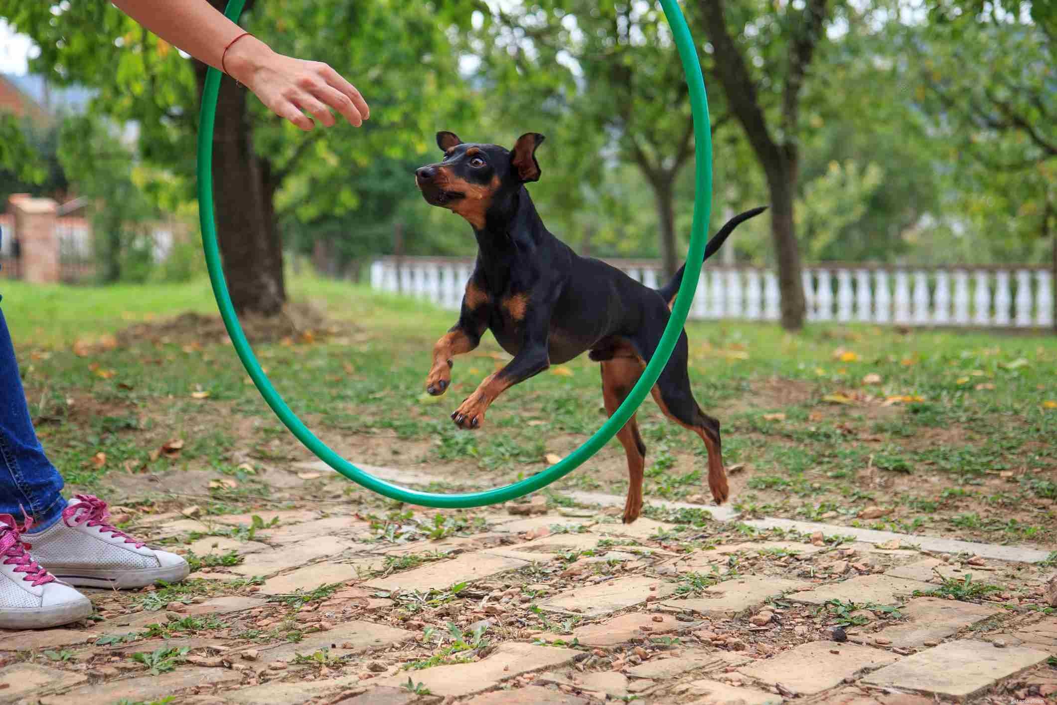 Miniature Pinscher (Min Pin): A Complete Guide to Breed Traits, Care, and Training