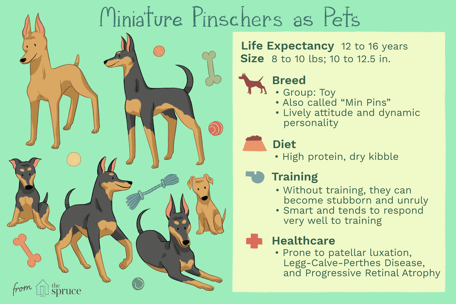 Miniature Pinscher (Min Pin): A Complete Guide to Breed Traits, Care, and Training