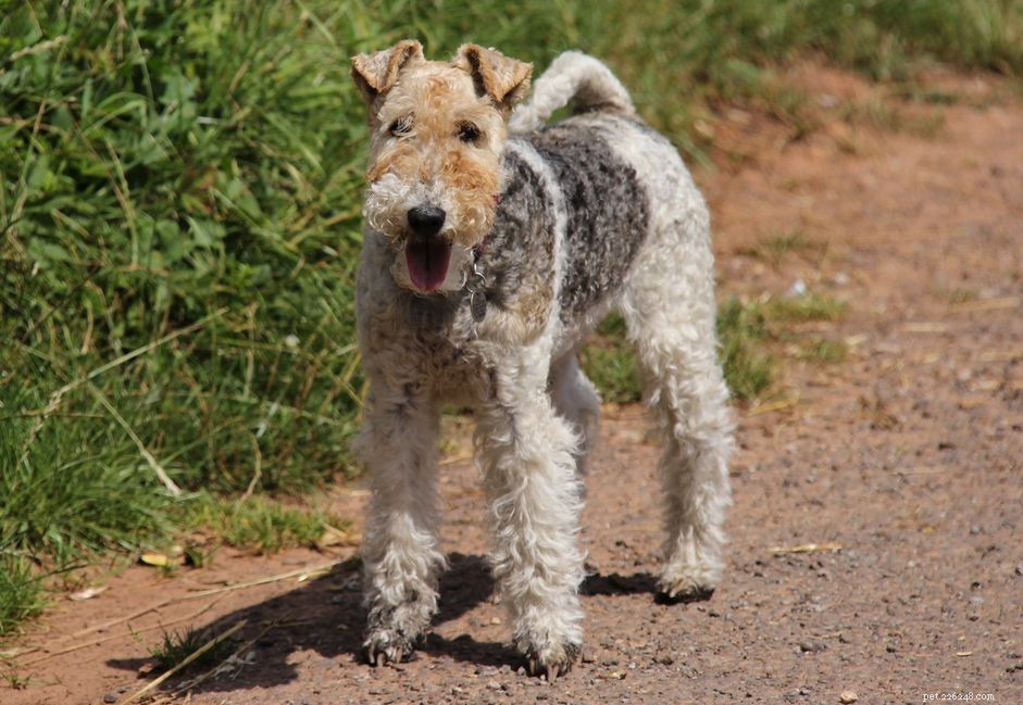 Fox Terrier: Characteristics, Care & Training Guide