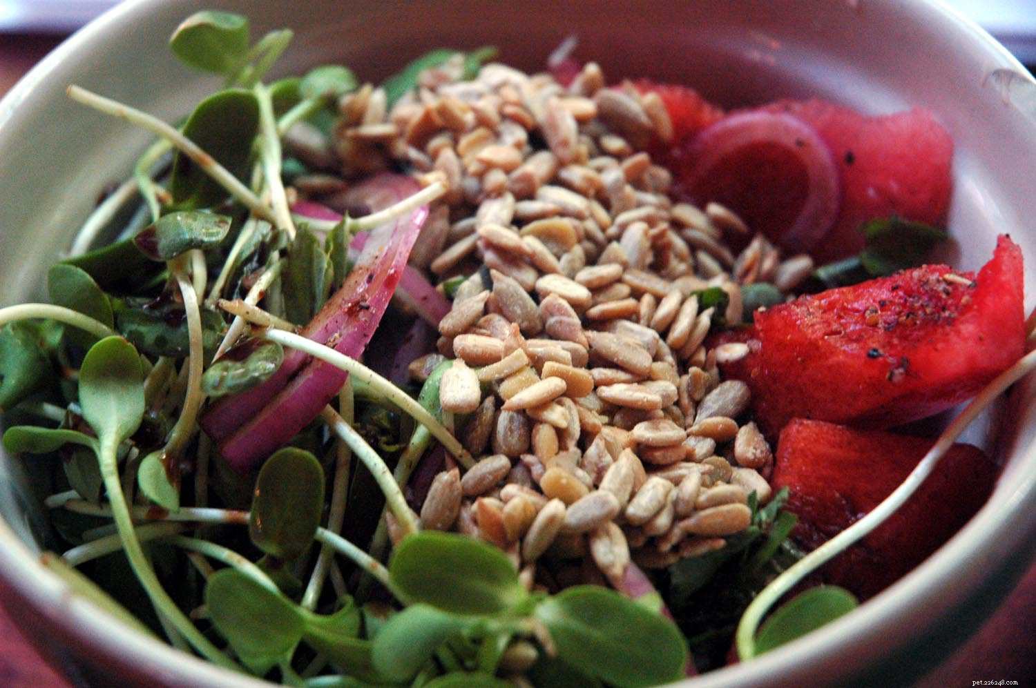 10 Nutritious Treats Your Bird Will Love