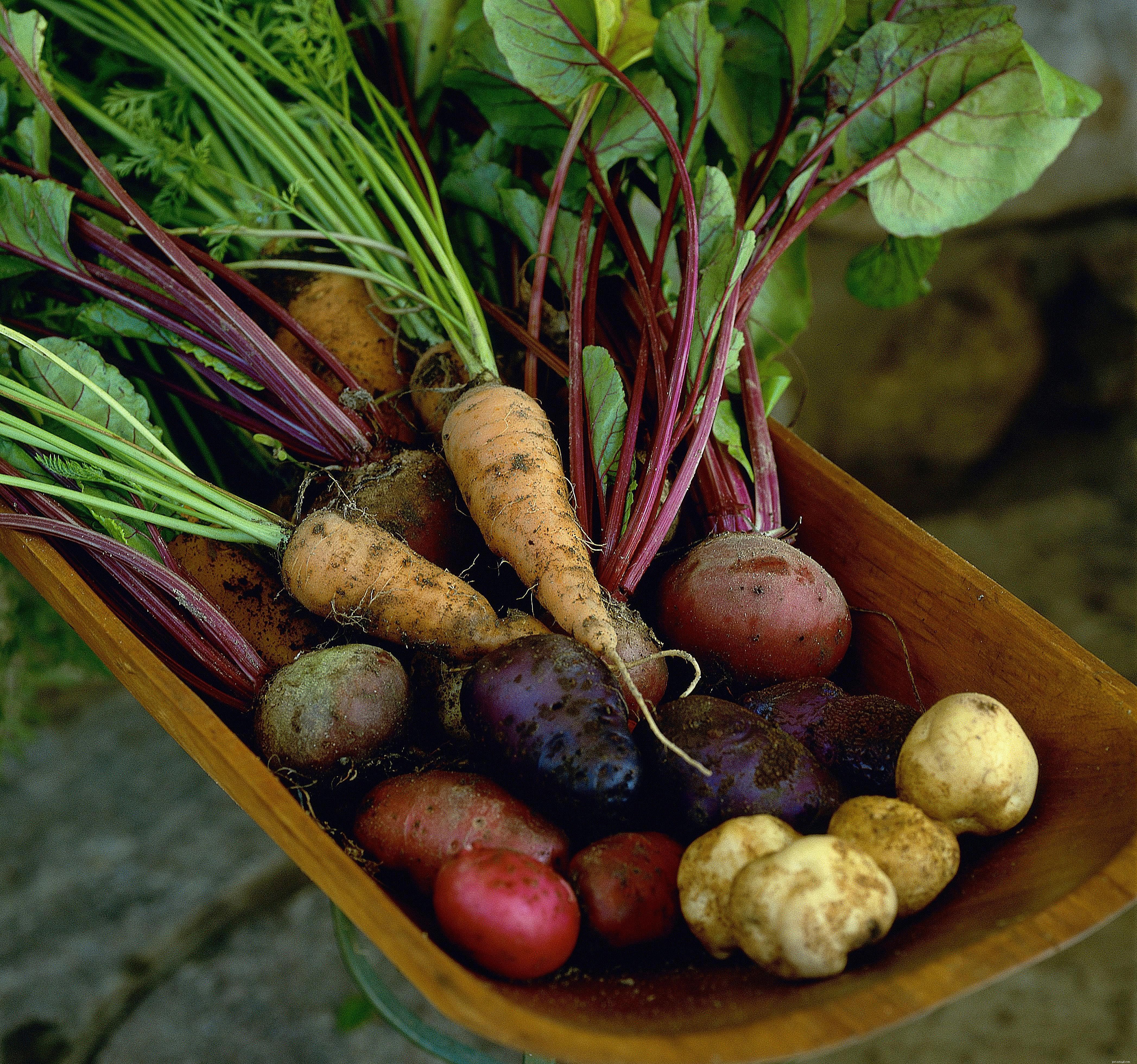 10 Nutritious Treats Your Bird Will Love