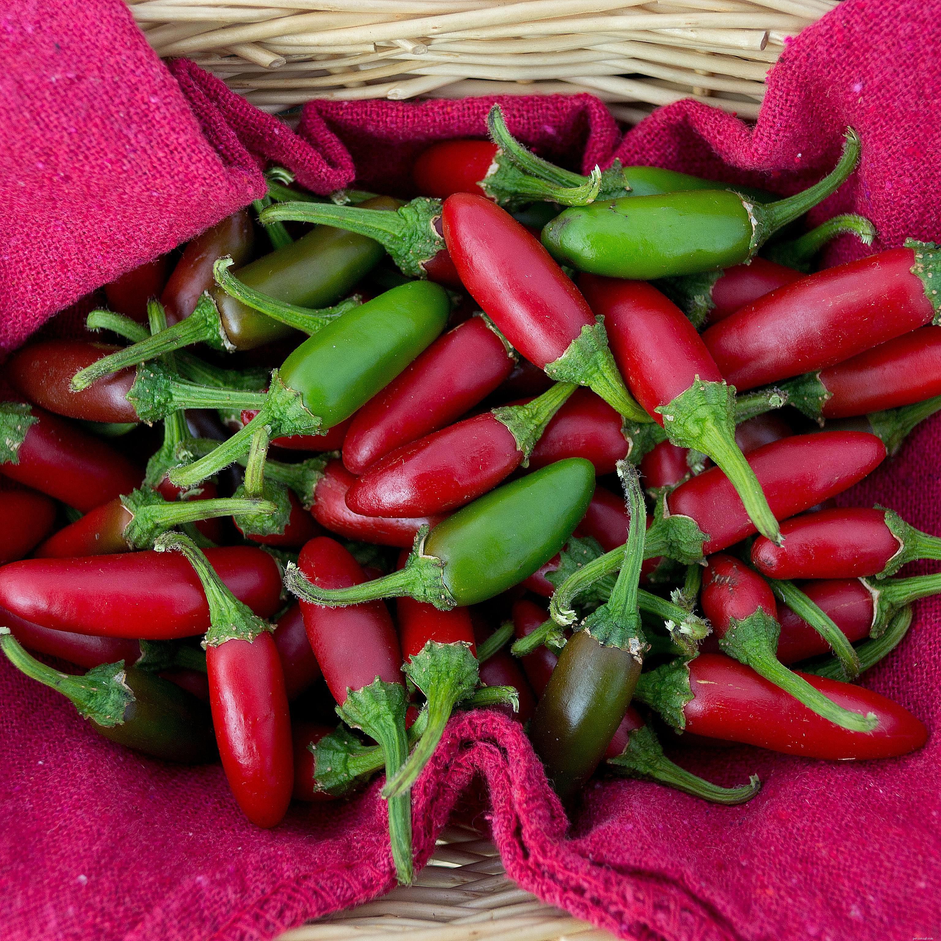 10 Nutritious Treats Your Bird Will Love