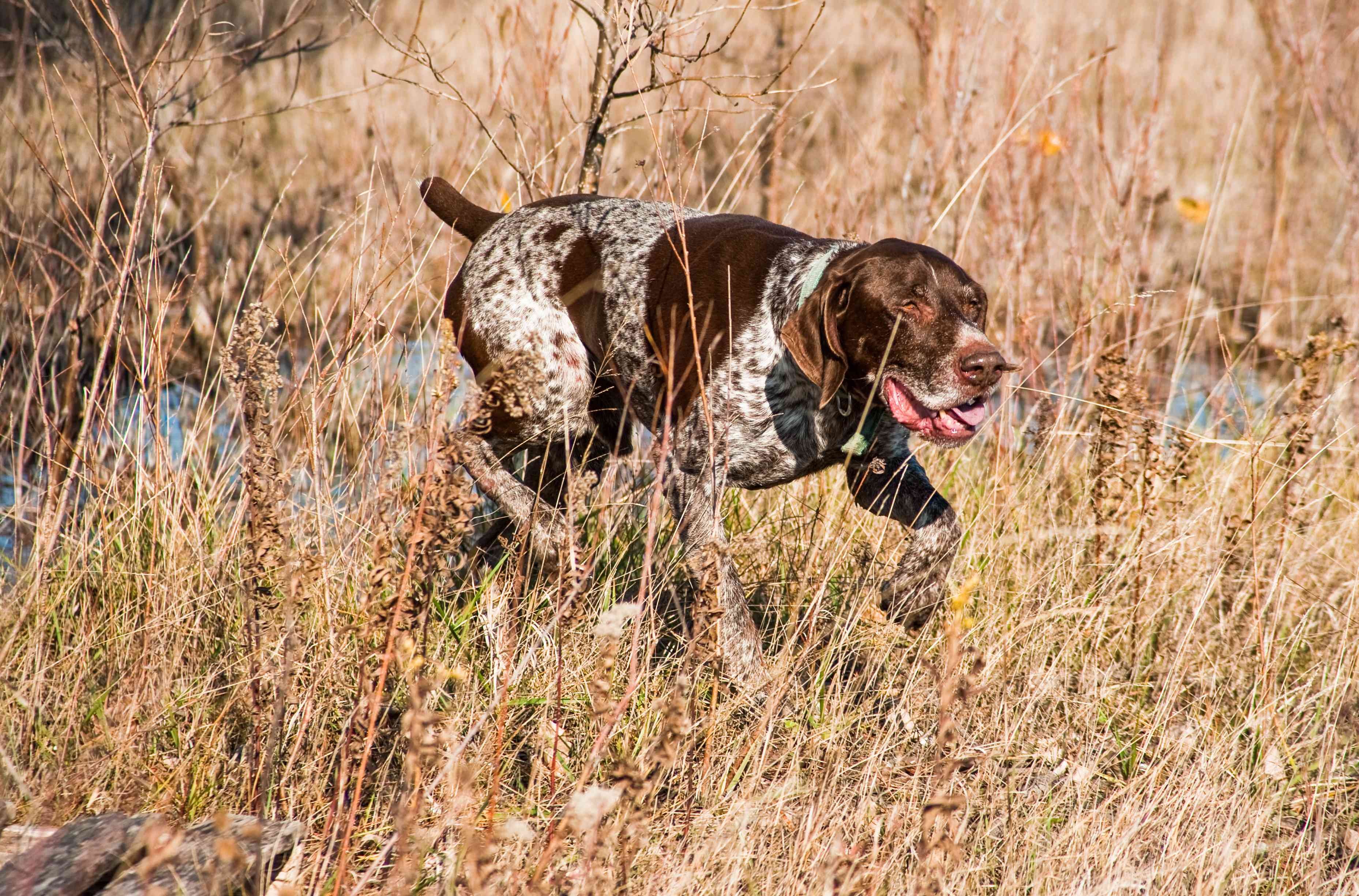 German Shorthaired Pointer (GSP): Traits, Care & Training Guide