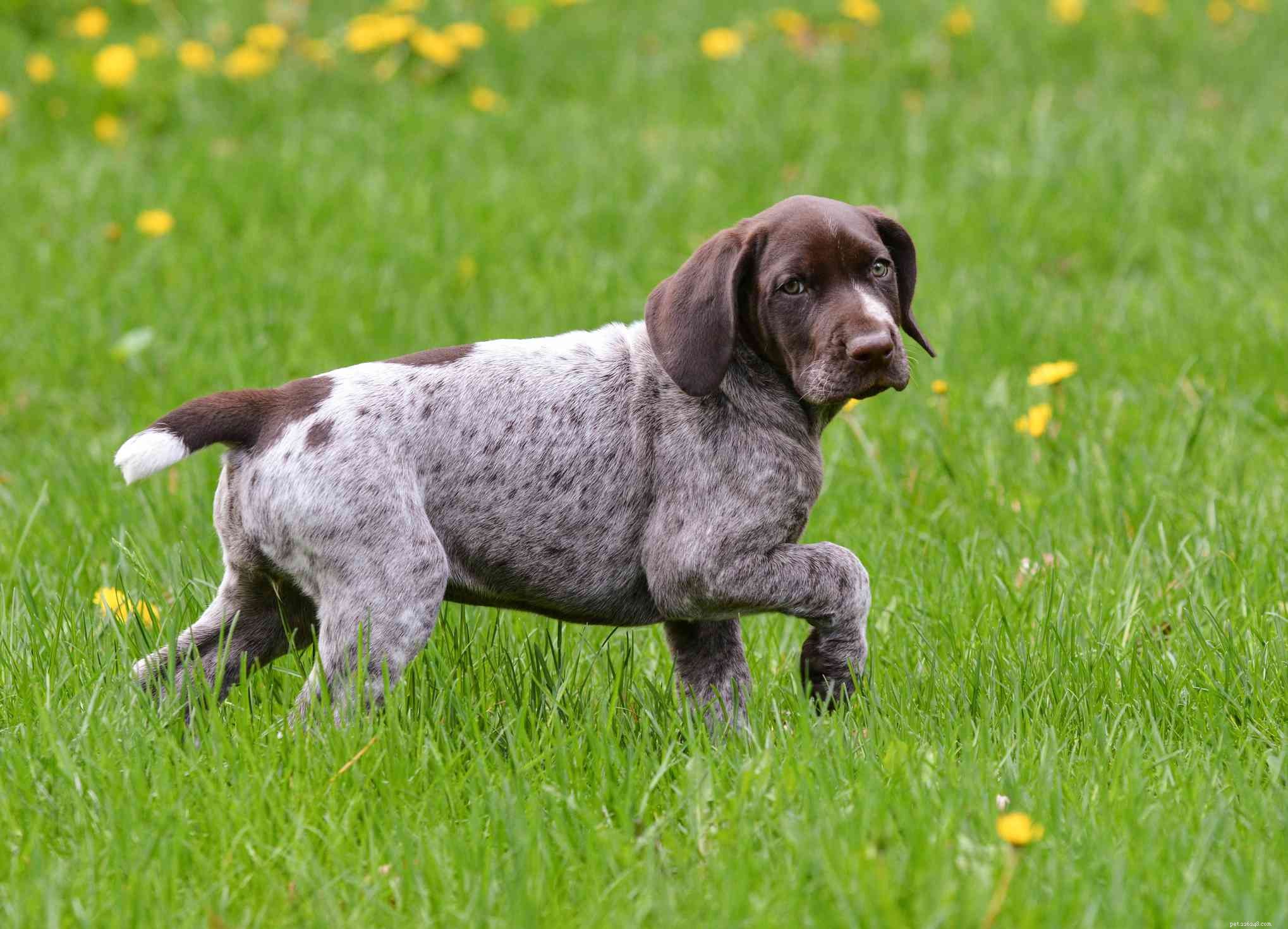 German Shorthaired Pointer (GSP): Traits, Care & Training Guide
