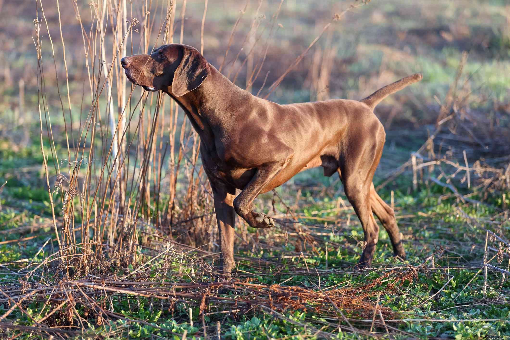 German Shorthaired Pointer (GSP): Traits, Care & Training Guide