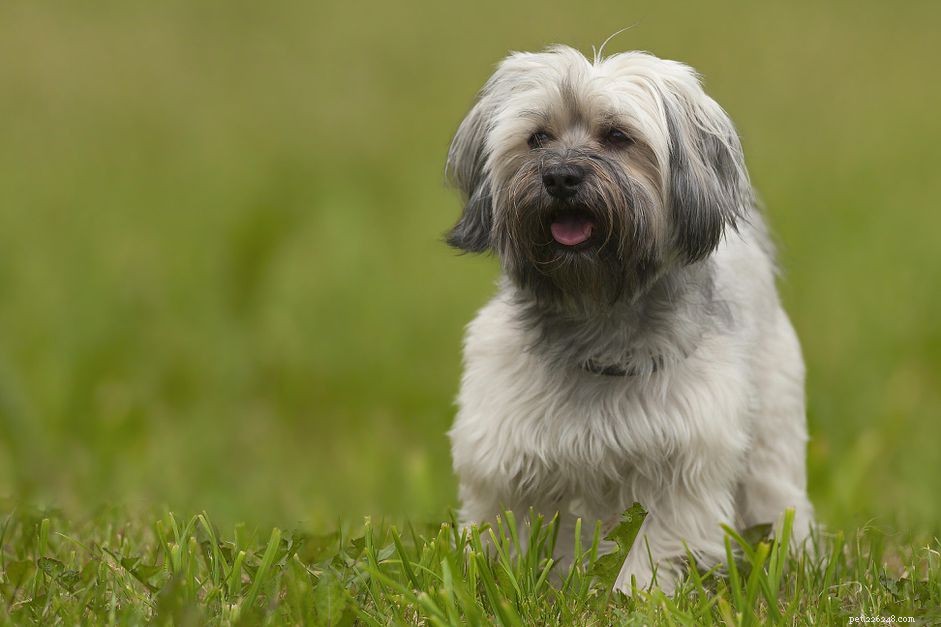 The Havanese: Key Traits, Care Tips, and Training Guide