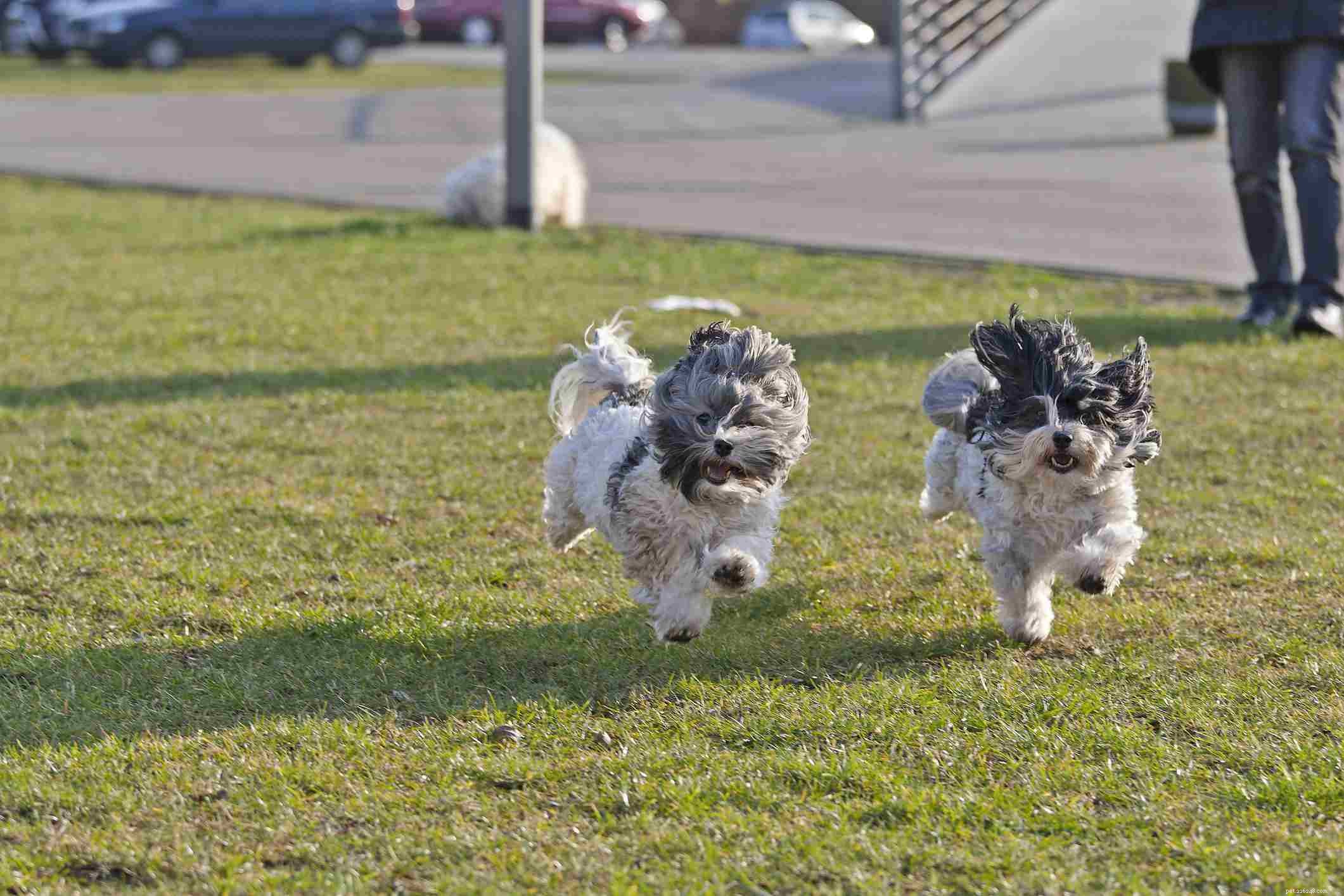 The Havanese: Key Traits, Care Tips, and Training Guide
