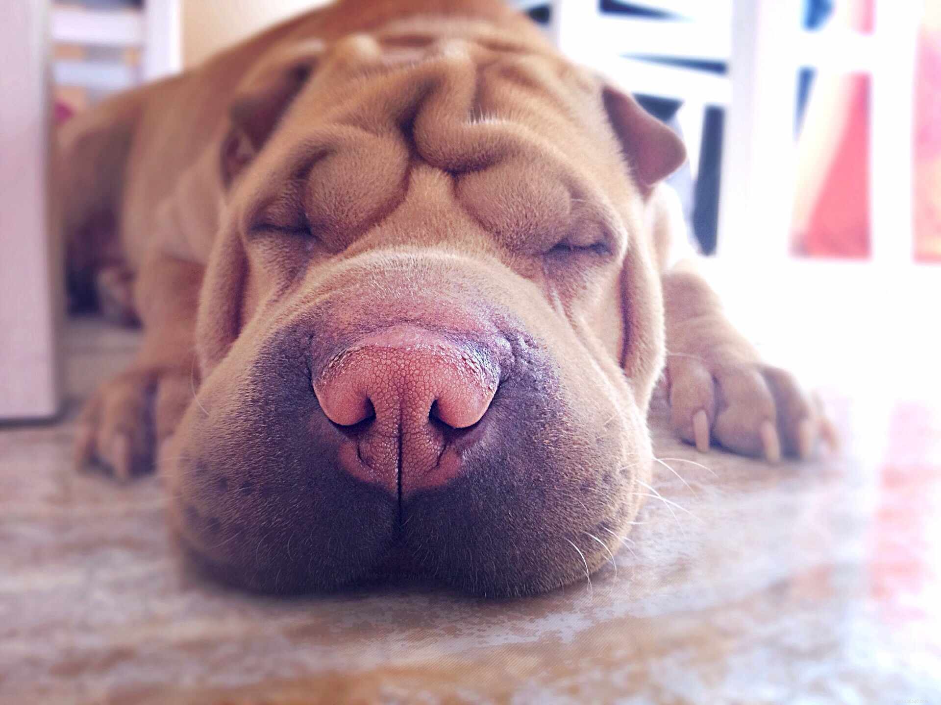 Shar-Pei Dog Breed: Characteristics, Care, and Training Essentials