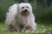 The Havanese: Key Traits, Care Tips, and Training Guide