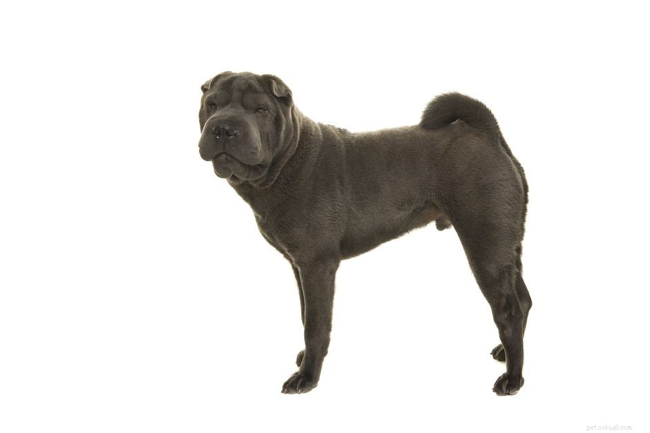 Shar-Pei Dog Breed: Characteristics, Care, and Training Essentials