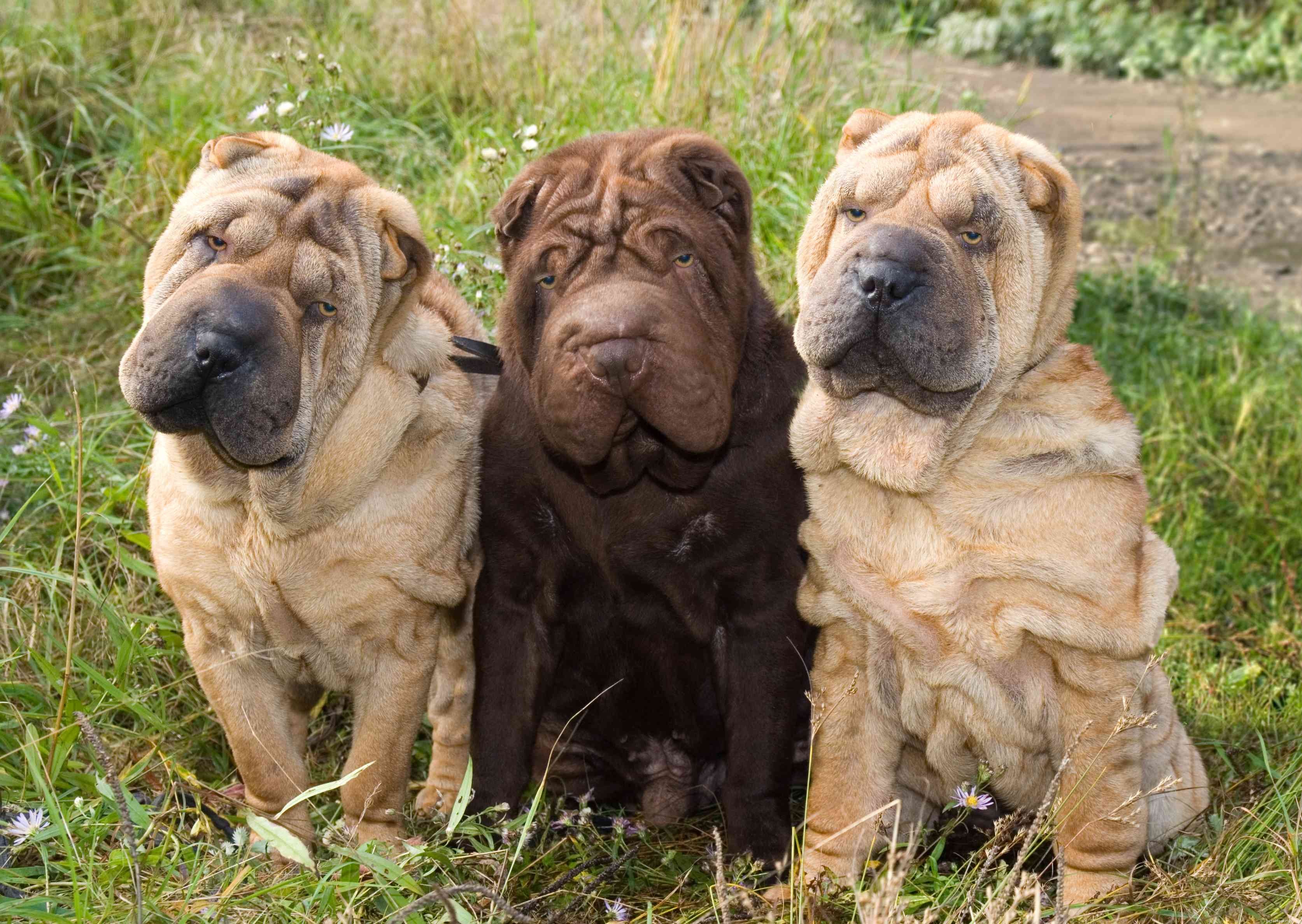Shar-Pei Dog Breed: Characteristics, Care, and Training Essentials