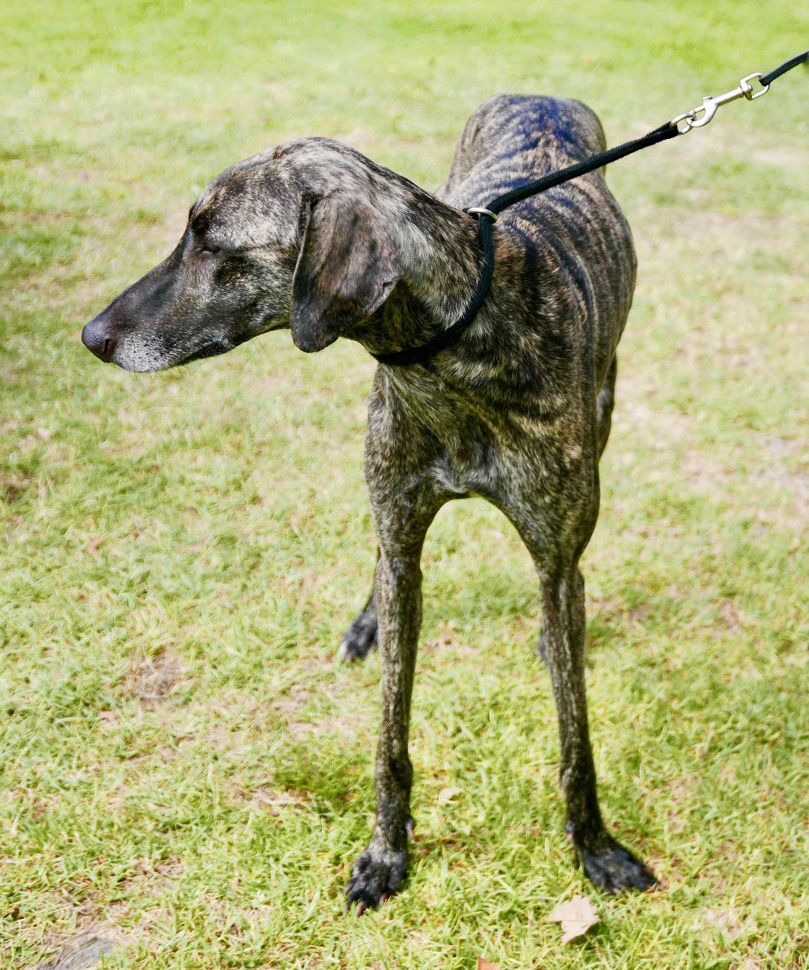 Sloughi Dog Breed: Characteristics, Care, and Adoption Guide