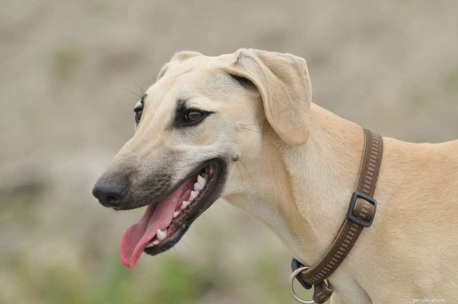 Sloughi Dog Breed: Characteristics, Care, and Adoption Guide