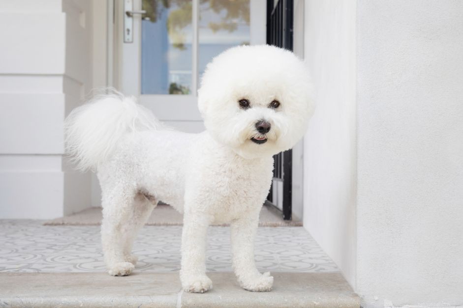 12 Dog Breeds That Are Purely White: From Lapdogs to Mountain Males