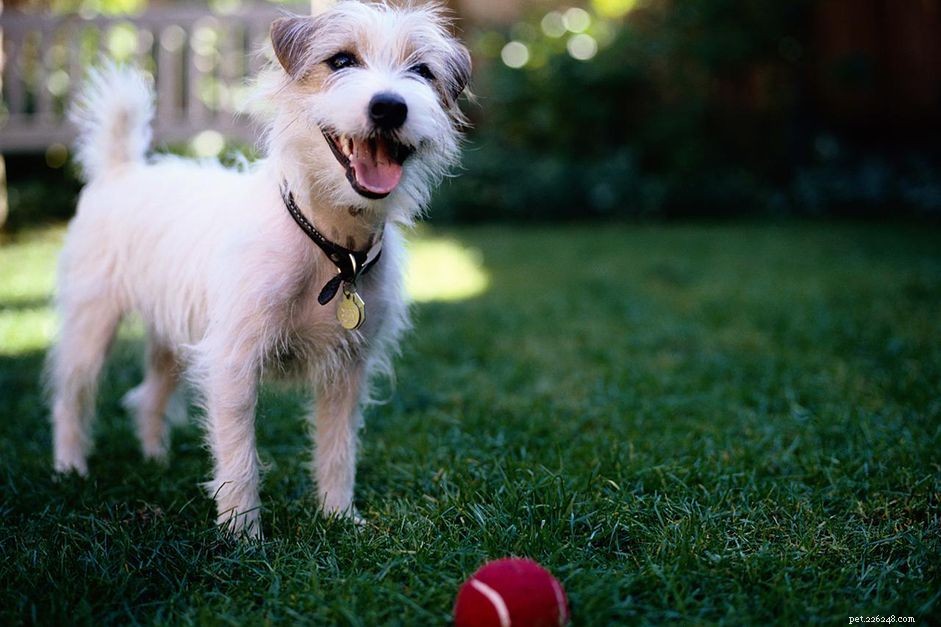 Master the  Leave It  Command: Step-by-Step Training for a Safer, Obedient Dog