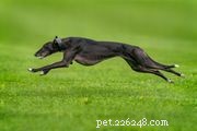 Sloughi Dog Breed: Characteristics, Care, and Adoption Guide