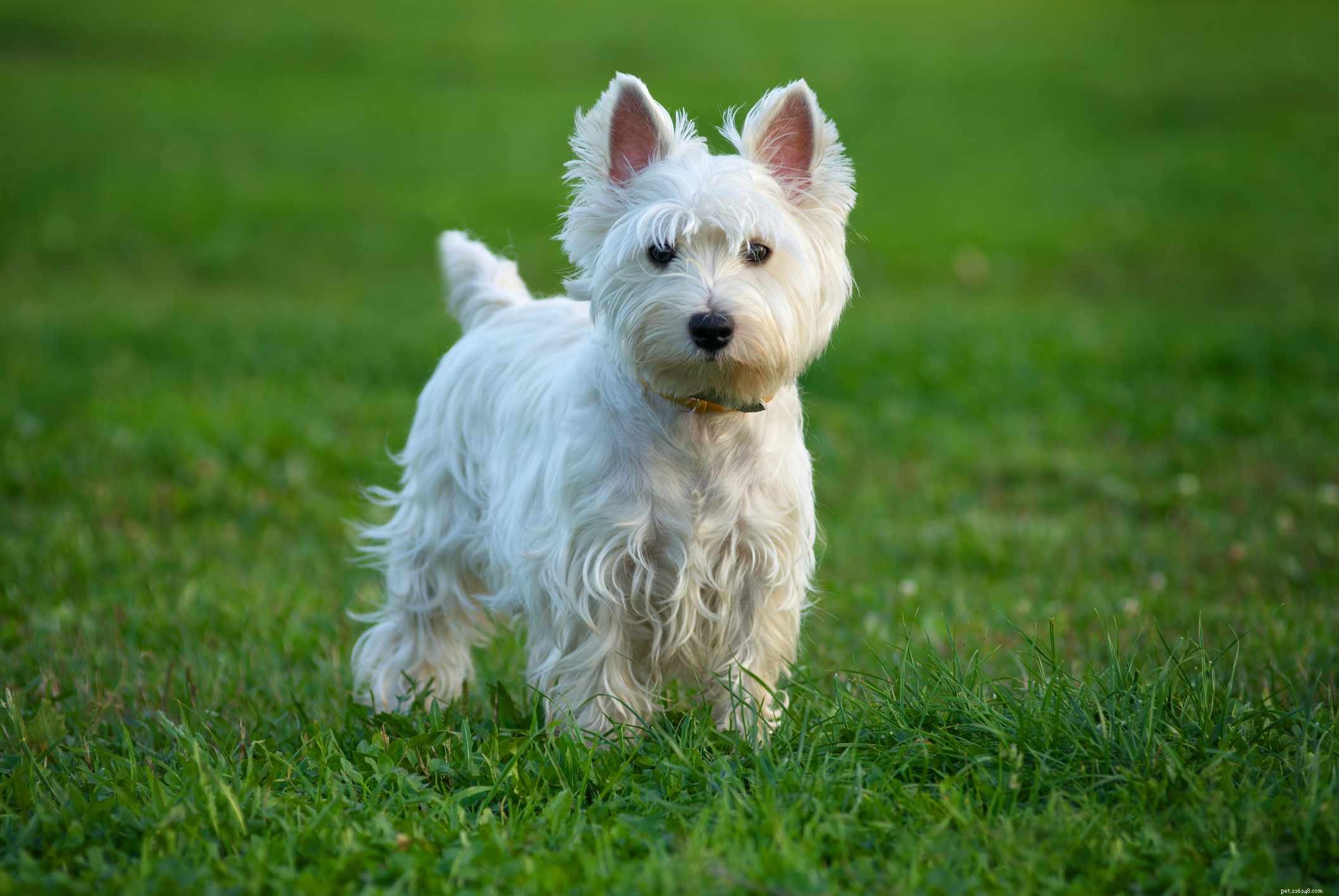 12 Dog Breeds That Are Purely White: From Lapdogs to Mountain Males