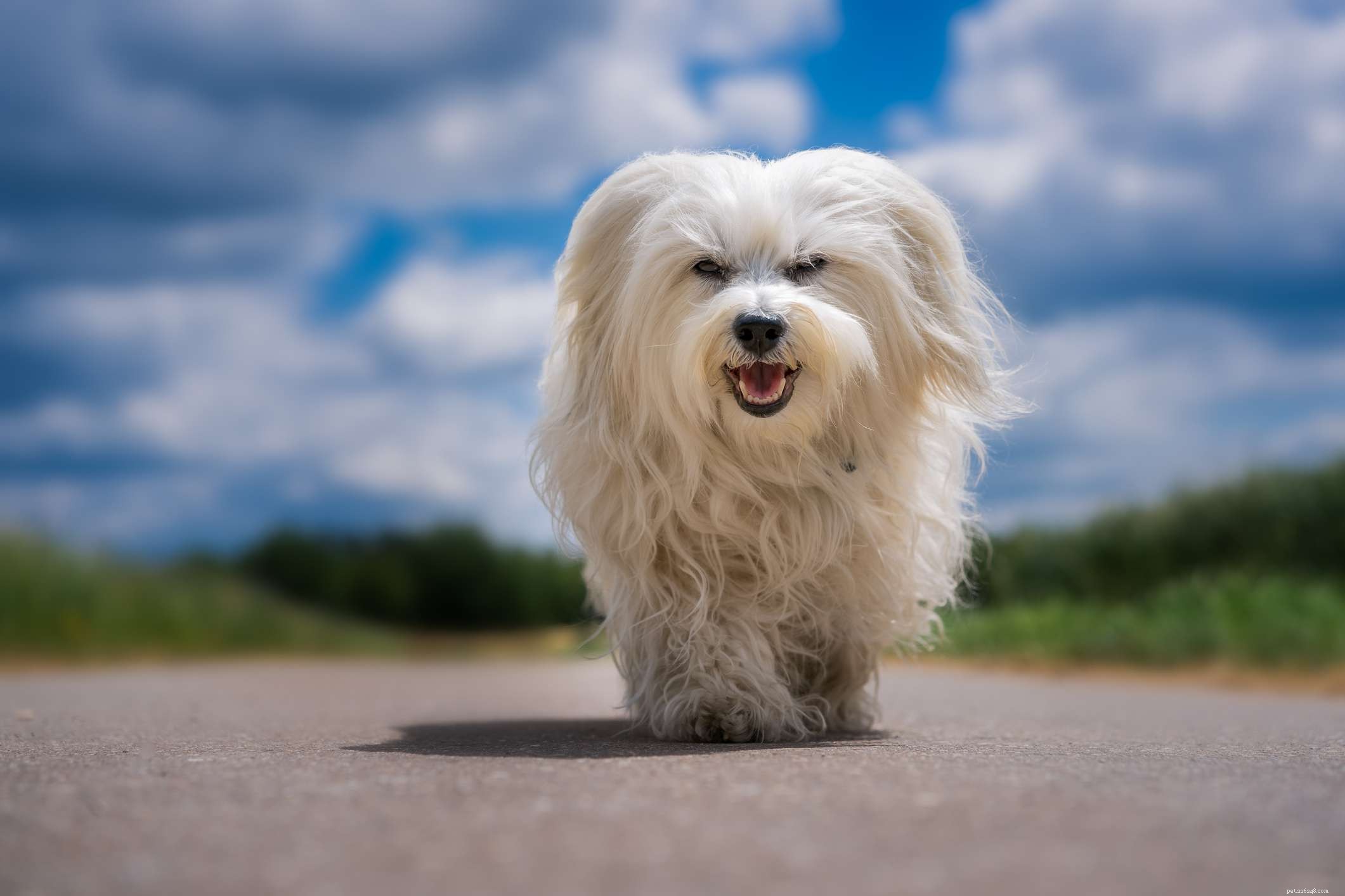 12 Dog Breeds That Are Purely White: From Lapdogs to Mountain Males