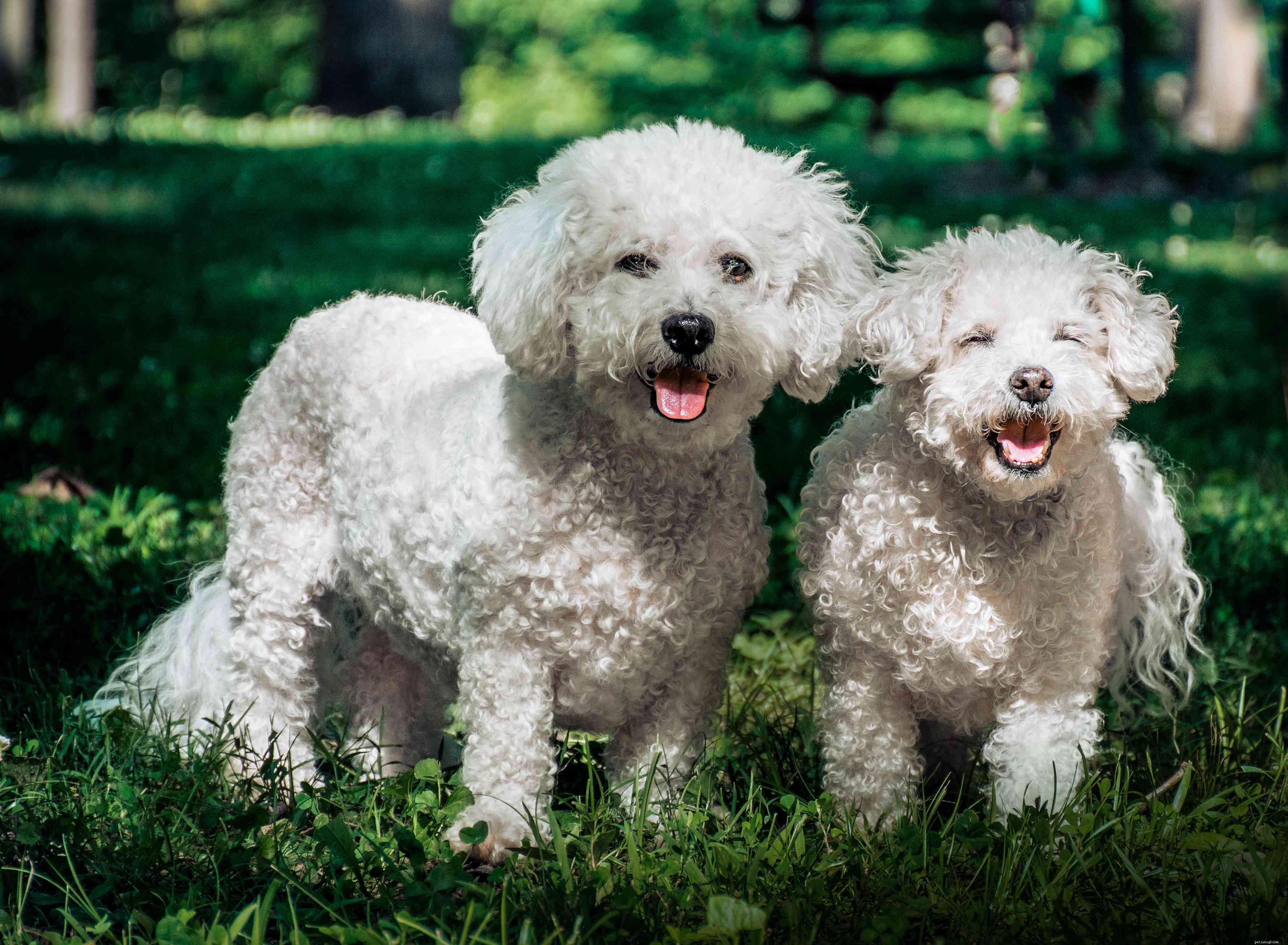 12 Dog Breeds That Are Purely White: From Lapdogs to Mountain Males