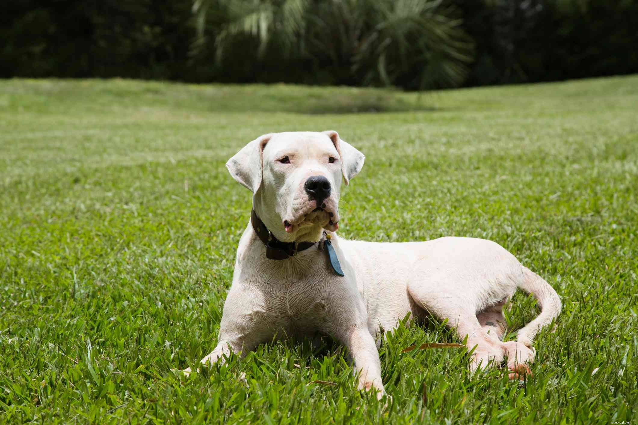 12 Dog Breeds That Are Purely White: From Lapdogs to Mountain Males