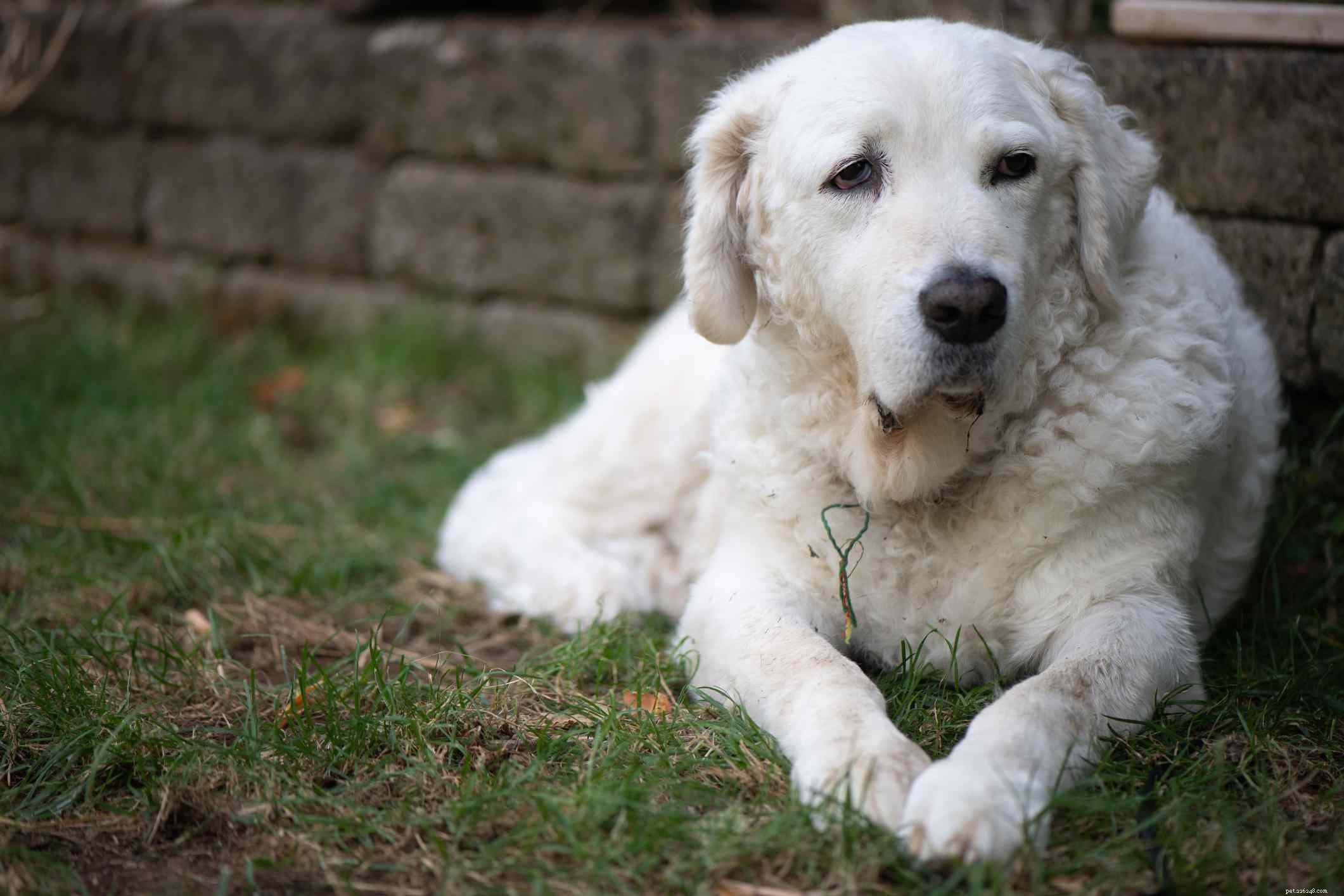 12 Dog Breeds That Are Purely White: From Lapdogs to Mountain Males