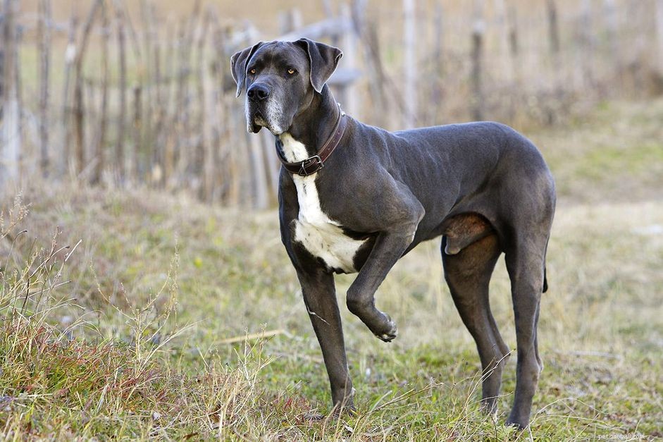 Great Danes: Characteristics, Care, and Health Guide