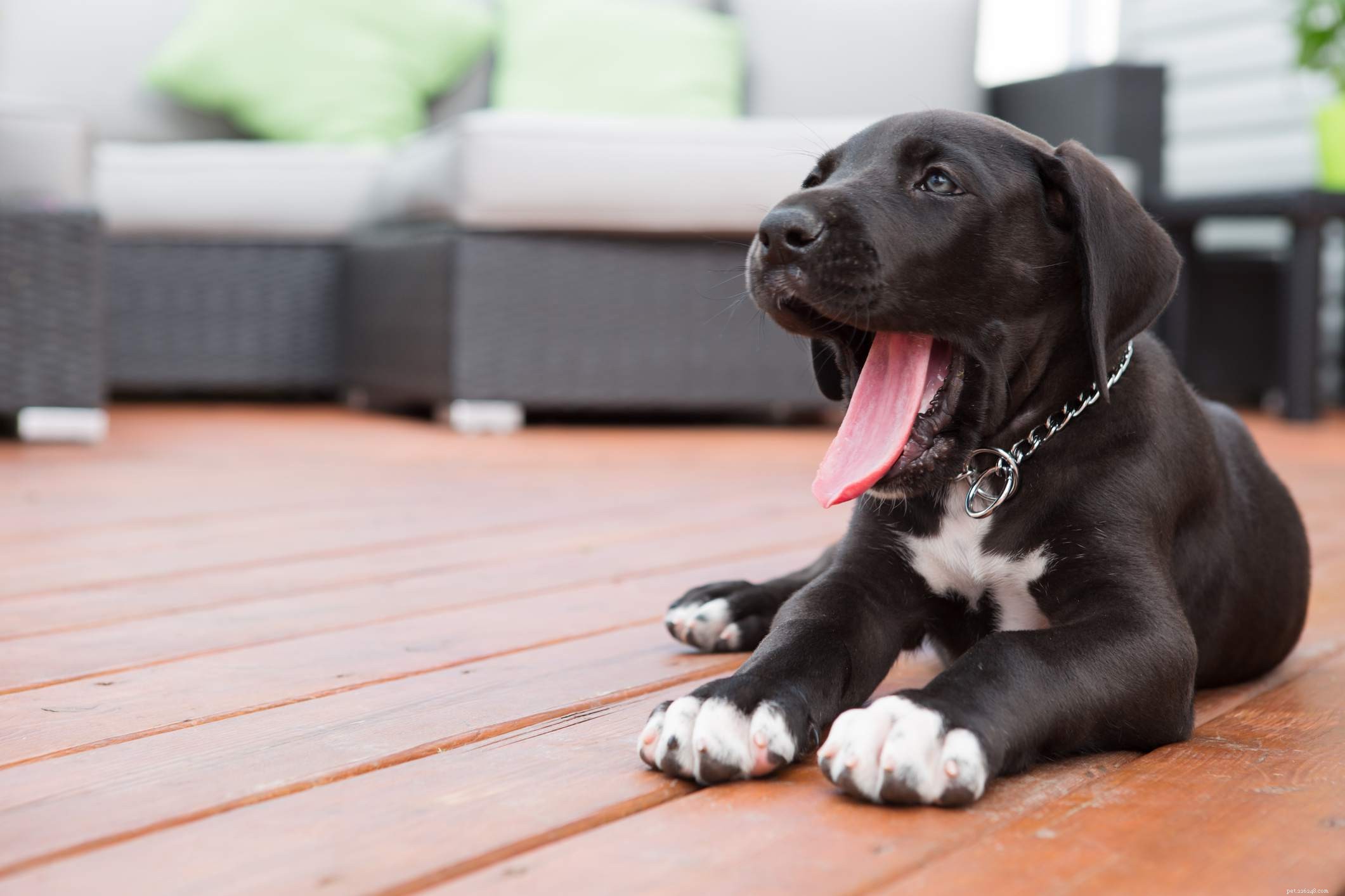 Great Danes: Characteristics, Care, and Health Guide