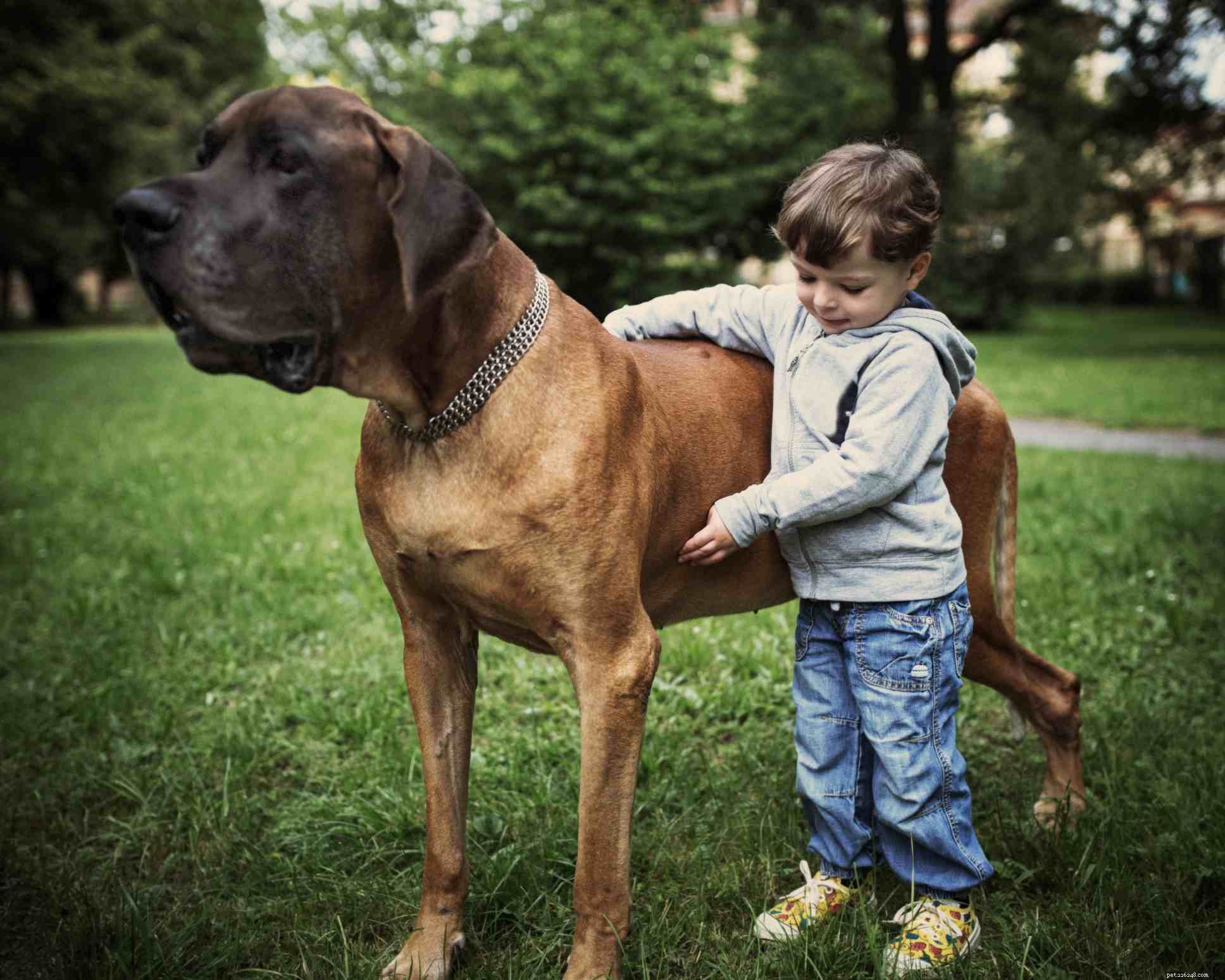 Great Danes: Characteristics, Care, and Health Guide