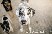 Great Danes: Characteristics, Care, and Health Guide