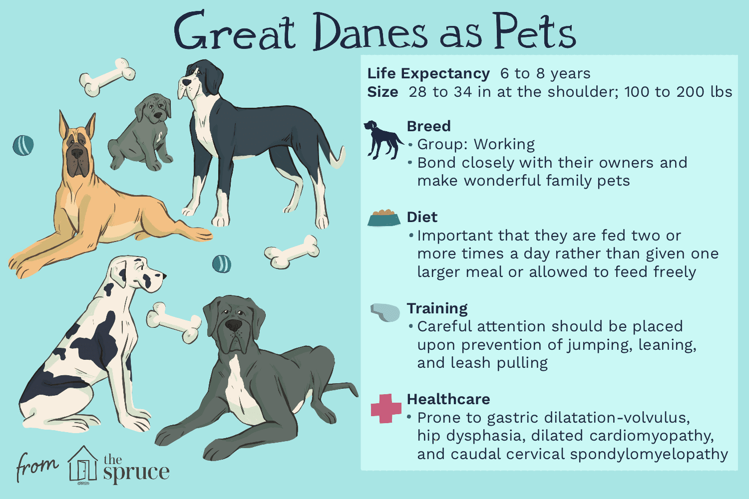 Great Danes: Characteristics, Care, and Health Guide