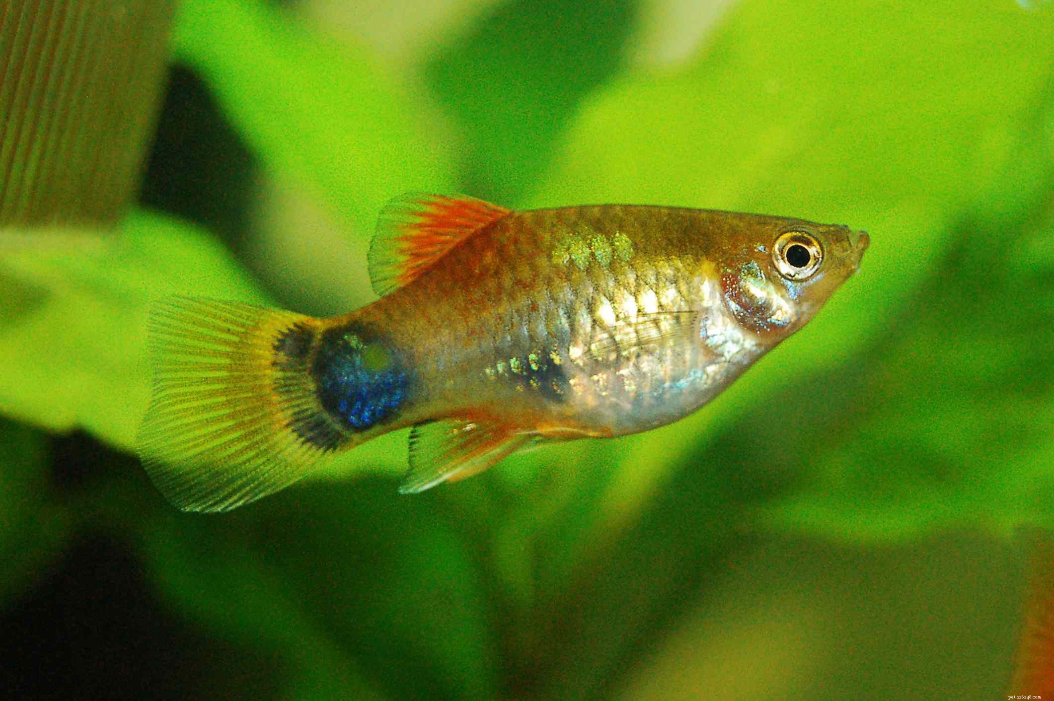 22 Small Freshwater Fish Perfect for Your Aquarium
