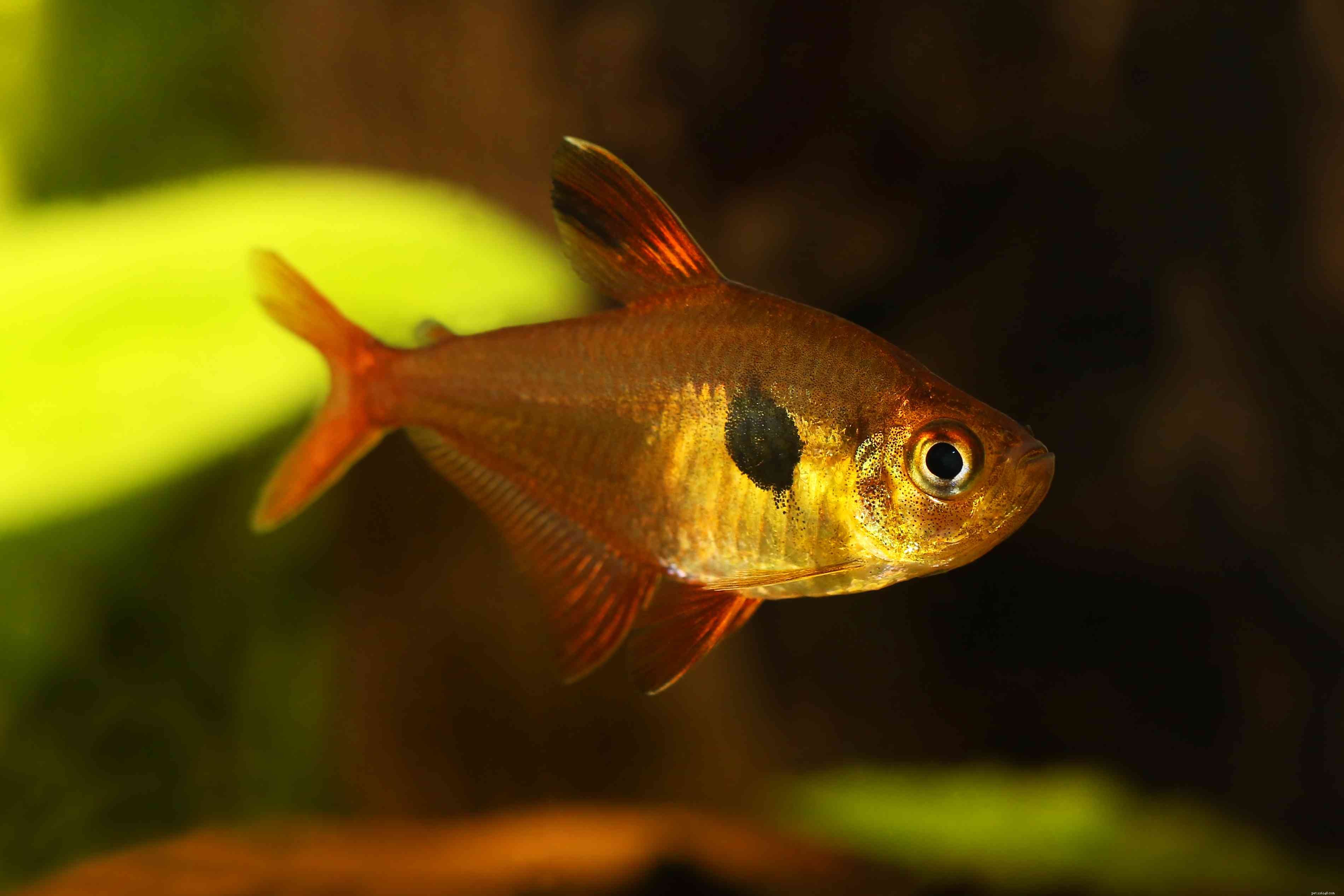 22 Small Freshwater Fish Perfect for Your Aquarium