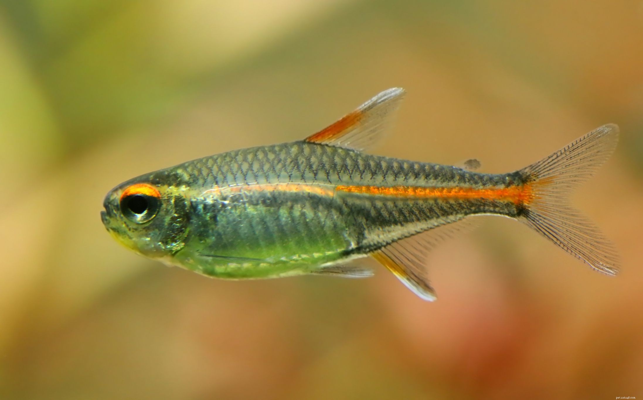 22 Small Freshwater Fish Perfect for Your Aquarium