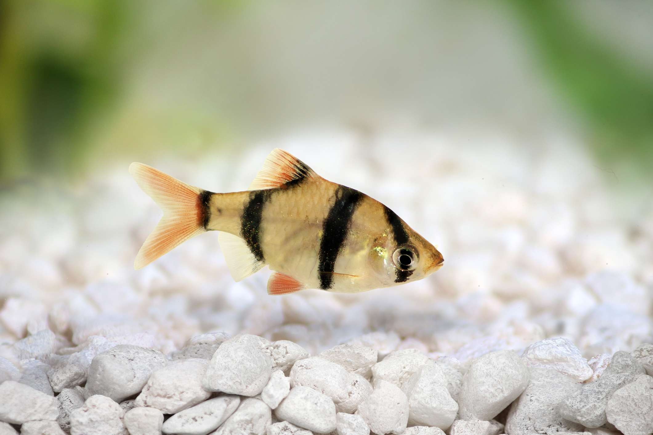 22 Small Freshwater Fish Perfect for Your Aquarium